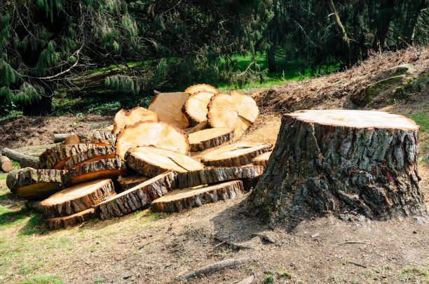 How Our Tree Care Process Works  in  Savannah, TN
